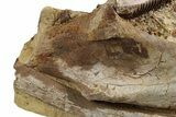 Hadrosaur Jaw, Scapula, and Rib in Sandstone - Wyoming #264893-3